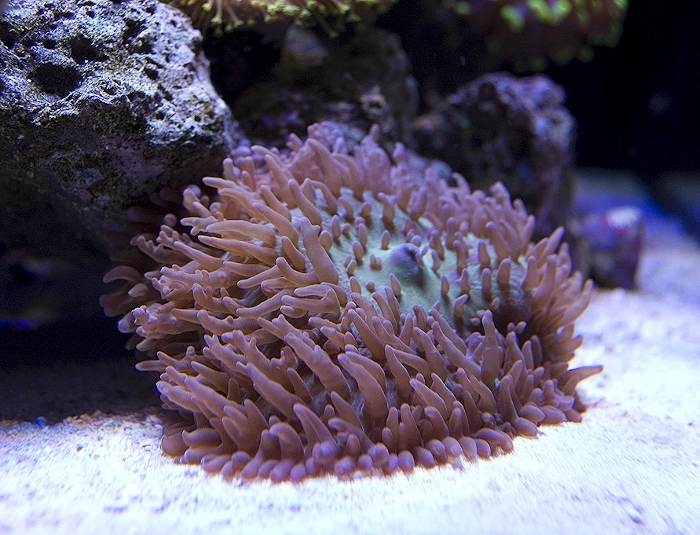 Invertebrates & Corals - Custom Marine Aquaria