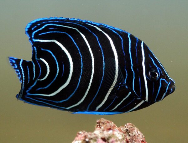 Koran Angelfish Juvenile