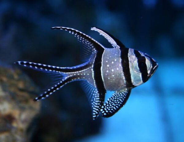 Banggai Cardinalfish