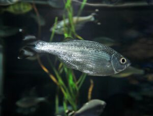 Barred Flagtail