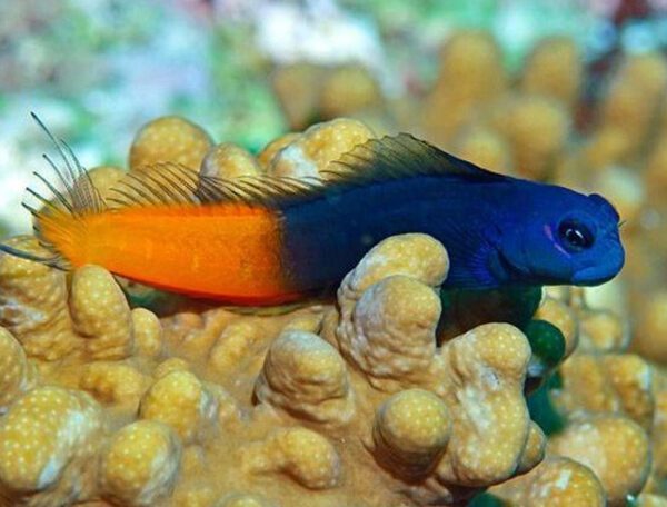 Bicolor Blenny