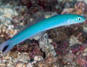 Blue Gudgeon Goby