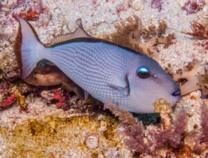 Blue Jaw Triggerfish (Female)