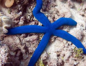 Blue Linckia Starfish