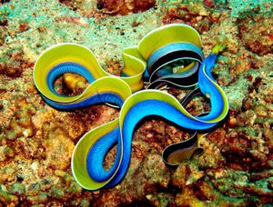 Blue Ribbon Eel