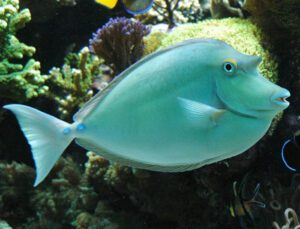 Blue Unicorn Tang