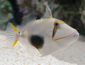 Bursa Triggerfish