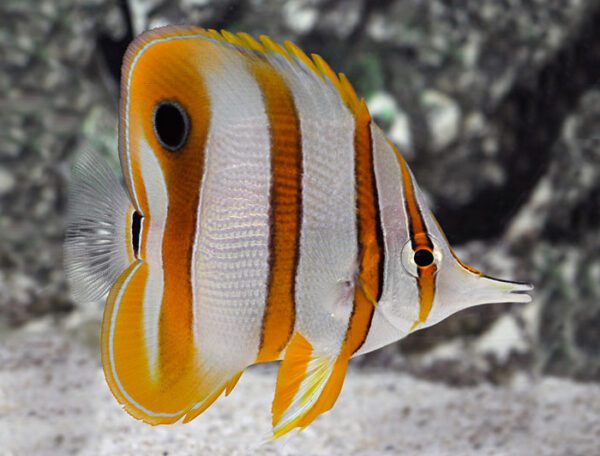 Copperband Butterflyfish