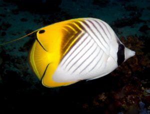 Threadfin (Auriga) Butterflyfish