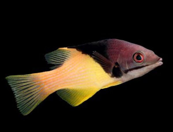 Coral Hogfish