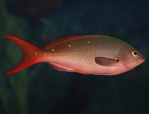 Creole Anthias