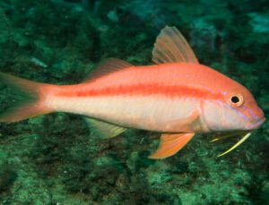 Crimson Goatfish