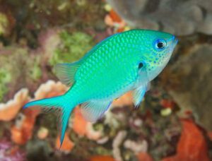 Blue Green Chromis