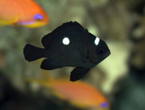 Domino Damselfish