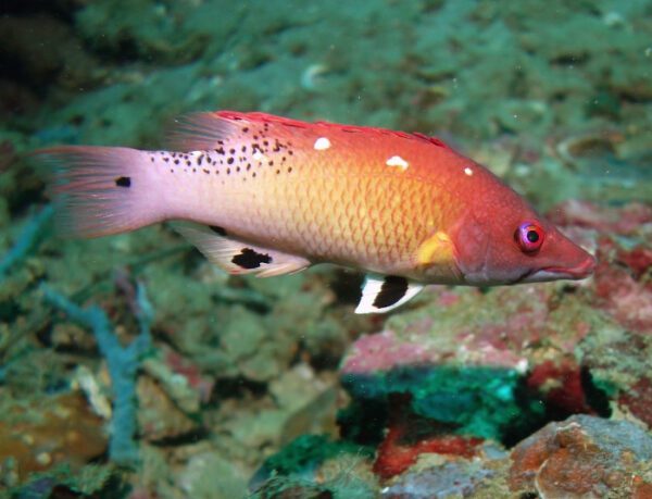 Diana's Hogfish