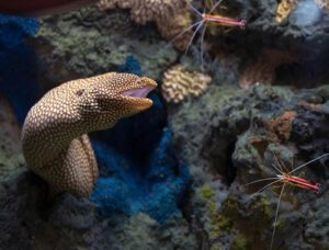 Tessalata Eel