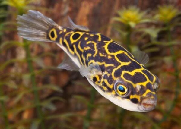 Figure 8 Pufferfish