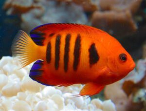 Flame Angelfish