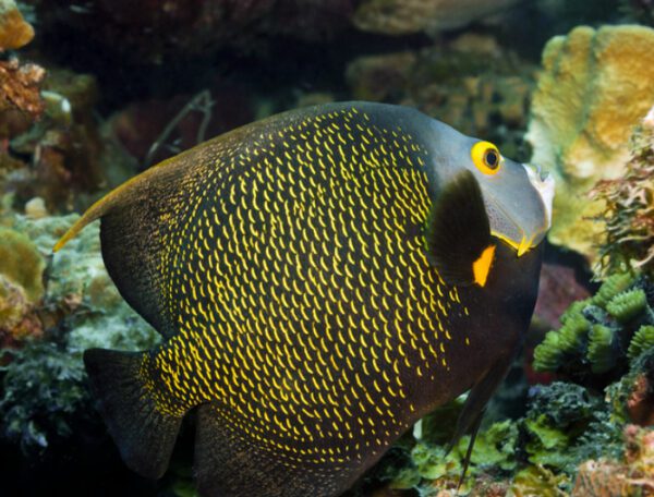 French Angelfish Adult