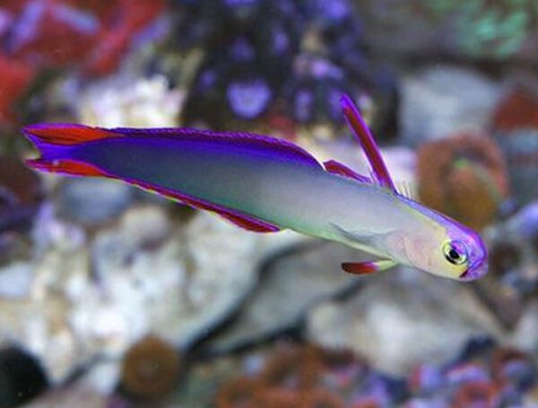 Purple Firefish Goby