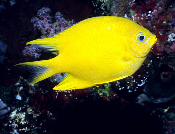 Golden Damselfish