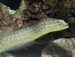 Green Wolf Eel