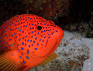 Blue Spotted Grouper