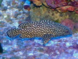 White Spotted Grouper