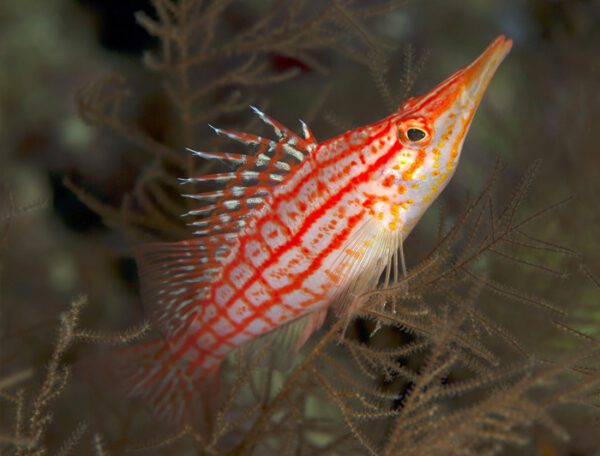 Longnose Hawkfish