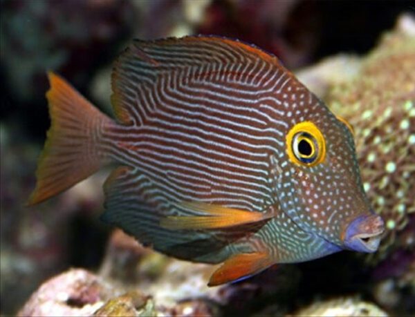 Kole Yellow Eye Tang