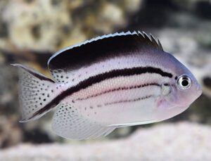 Lamarcks Angelfish