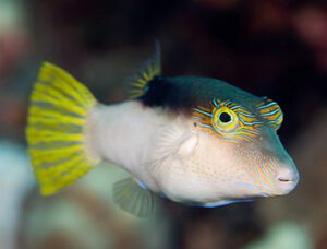 Lantern Pufferfish