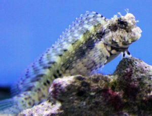 Lawnmower Blenny