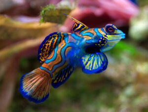 Green Mandarin Goby