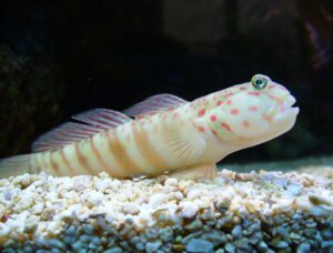 Pink Spotted Watchman Goby