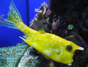 Longhorn Cowfish