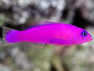 Purple Pseudochromis