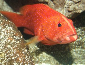 Red Louti Grouper