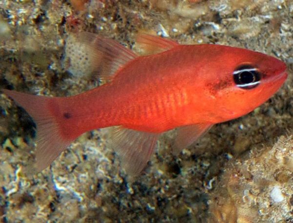 Red Tail Cardinalfish