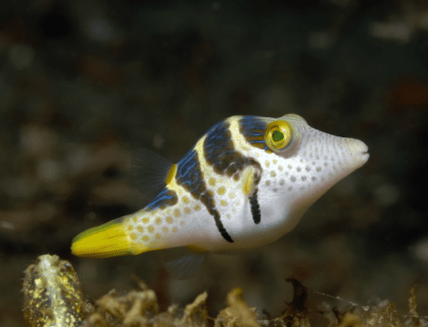 Saddle Valentini Pufferfish