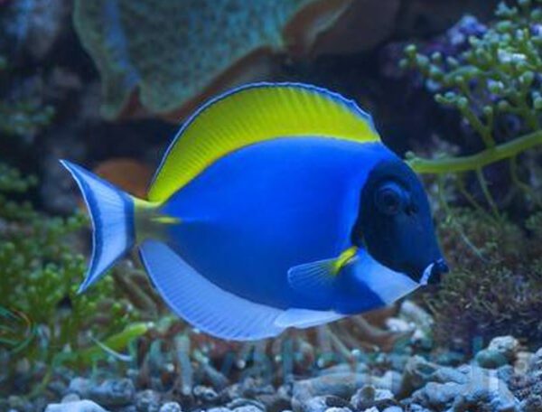 Powder Blue Tang