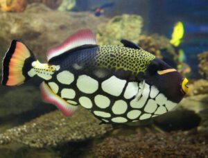 Clown Triggerfish