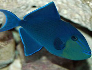 Niger Triggerfish