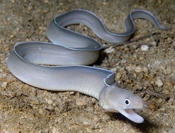 White Ribbon Moray Eel