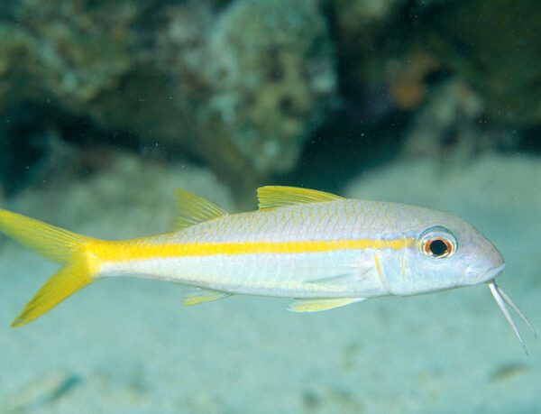 Yellow Back Goatfish