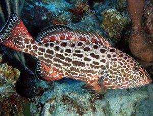 Yellow Fin Grouper