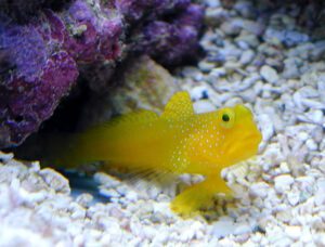 Yellow Watchman Goby