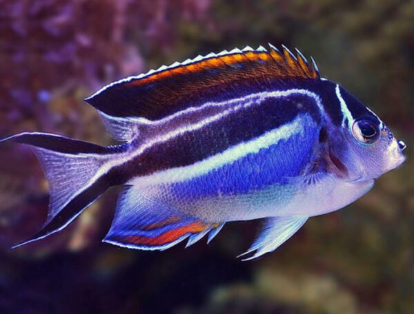 Bellus Angelfish Female