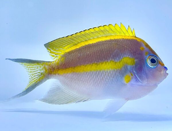 Bellus Angelfish Male