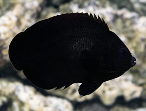 Black Nox Angelfish